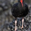 Black Oystercatcher